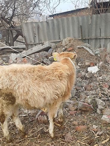 все для животных: Продаю | Бык (самец), Музоо, торпок | Алатауская, Швицкая, Шароле | На откорм, Для разведения | Осеменитель, Искусственник — 8