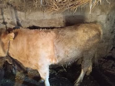 бык продаю: Продаю | Бык (самец) | На откорм | Привязанные — 3