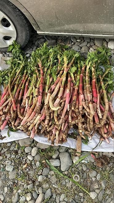 кола бишкек: Кымыздык сатылат
Оптом 15сомдон
Свежий салабыз — 2