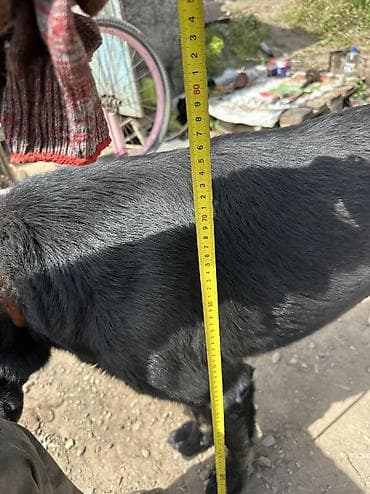 собаки цены: Вязка Черная овчарка крупная с короткой блестящей шерстью и острыми — 5