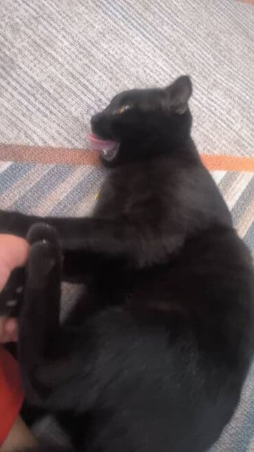 домики для котят: Милая черная кошка с выразительными желтыми глазами. Короткая — 3