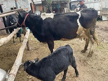 быки бычки: Продаю | Корова (самка) | Для молока | Племенные — 2