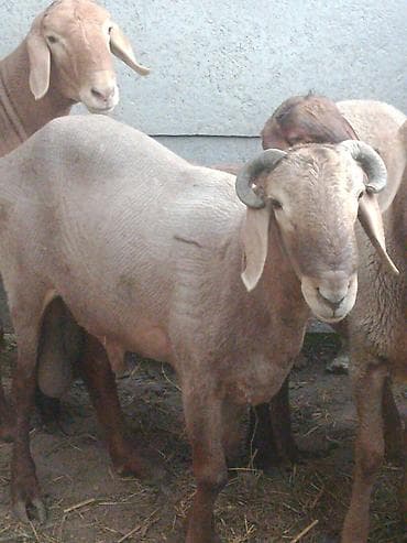 Животные: Продаю | Баран (самец) — 1