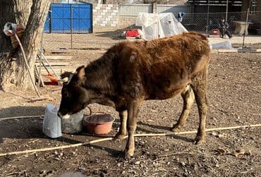 корм для домашних животных: Продаю | Тёлка | Полукровка | Для разведения | Отела не было — 3