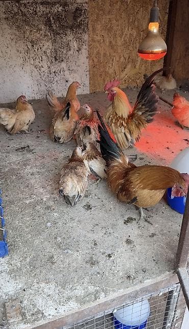 дикий голуб: Продаются Шабо Палевые и Мрамор 1500 за голову Курочки отдельно не — 1