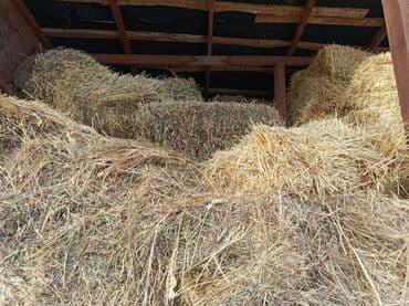 Мышыктар: Саман-180с
Чөп-320
 жазгыла же чалгыла — 1