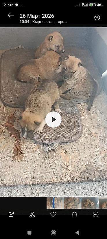 Продажа собак: Лайка, 1 месяц, Самец — 2