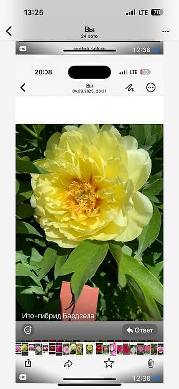 цветы из ленты: Саженцы цветка: Пионы — 5