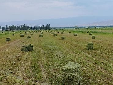 тай сколько стоит: Чөп беде престер сатылат. Бесплатно с доставкой по городу Токмок — 2