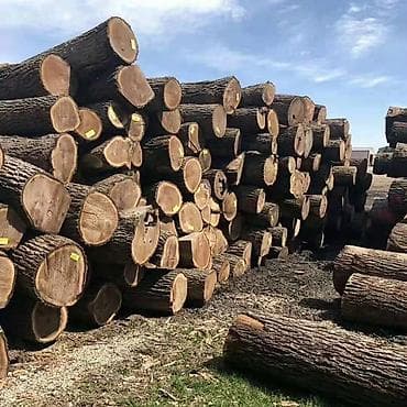 Услуги: принимаем и валим деревья - Профессиональная заготовка