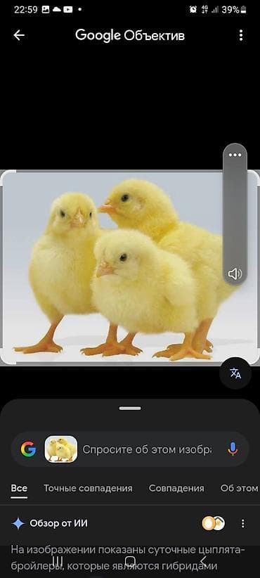 Продаю | Цыплята | Бройлерная | На забой