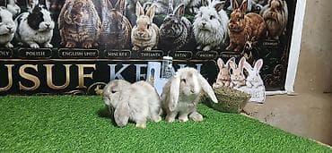 Декоративные кролики: Порода: баран (lop) — декоративный кролик с висячими ушами. Окрас — 9