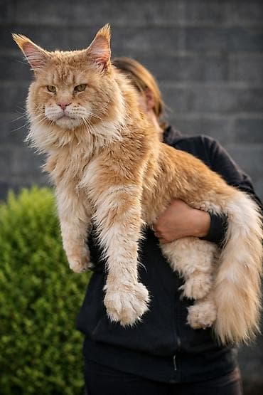 мэй кун: Питомник мейн-кунов — породистые котята - Порода: Maine Coon — — 3
