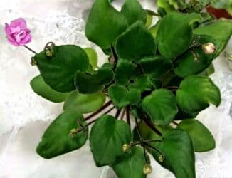 тоголок молдо исанова: Продаю цветущие фиалочки 🌿 🌺🌿 Цены200- 250 -300 сом.Оптовым — 9