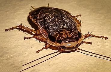 калифорнийский черви: Nauphoeta cinerea(мраморный таракан) Размер взрослой особи: 2-3 см — 1