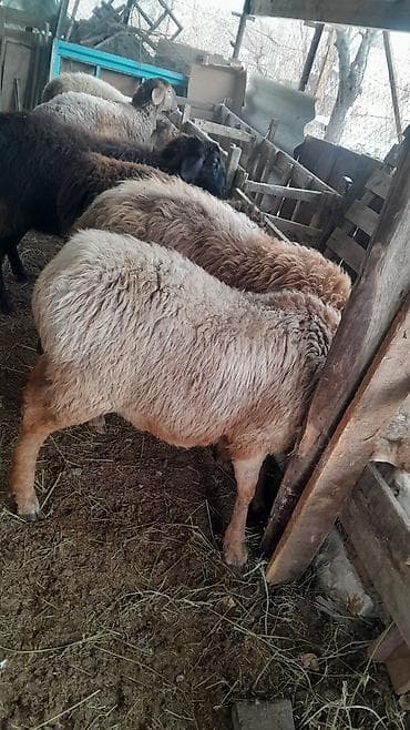 бараны меренос: Продаю | Овца (самка) | Для разведения | Матка — 7