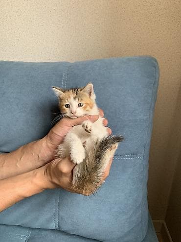 scottish fold: 1 месяц, Девочка, Приучена к лотку — 1