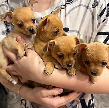 котята сфинкса: Щенки чихуахуа породы, рыже-палевого окраса. - Компактные — 1