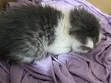 американская акита: Пушистый котёнок серо-белого окраса Маленький совсем. Нашла на улице — 2