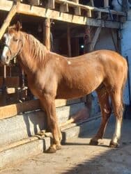 сельскохозяйственные животные продажа: Продаю | Конь (самец) | Дончак | Рабочий — 2