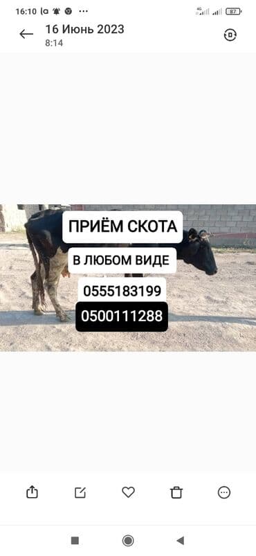 купить измельчитель травы и сена: Куплю | Коровы, быки, Лошади, кони | Круглосуточно, Любое состояние, Забитый — 1