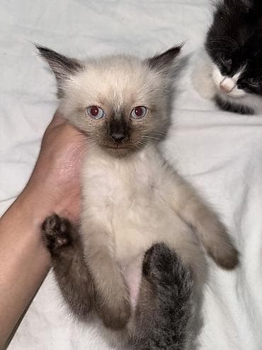 коты в оше: Отдам котят в хорошие руки, Возраст котят 1 месяц, 2 недели — 5