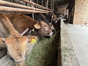 малек форели: Продаю | Бык (самец), Музоо, торпок | Для разведения — 5