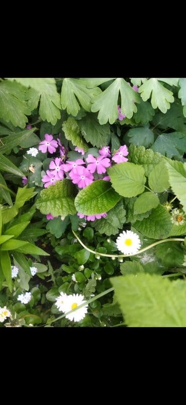 органайзер бишкек: Көчөттөр гүлдүн — 10