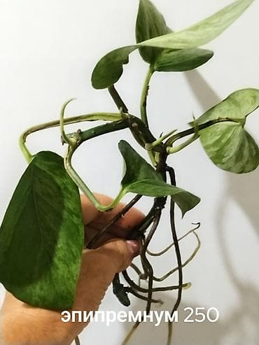 Фиалки и глоксинии: Глоксиния (Sinningia speciosa) в горшке.250с 2.Монстера Альба — 4