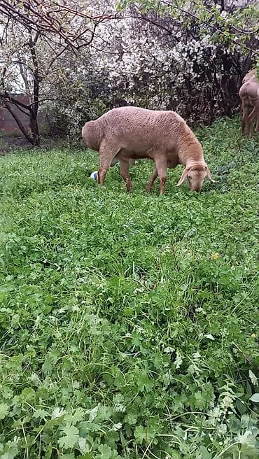 Продаю | Баран (самец) | Для разведения | Осеменитель