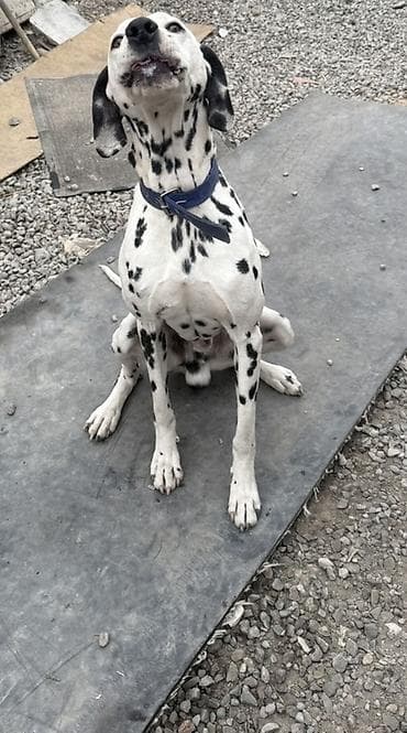 Далматин, кобель. Классический белый окрас с контрастными черными