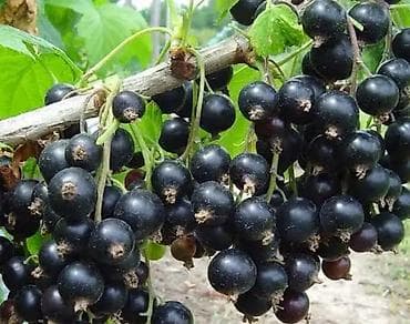 рыбы петушки: Смородина — 1