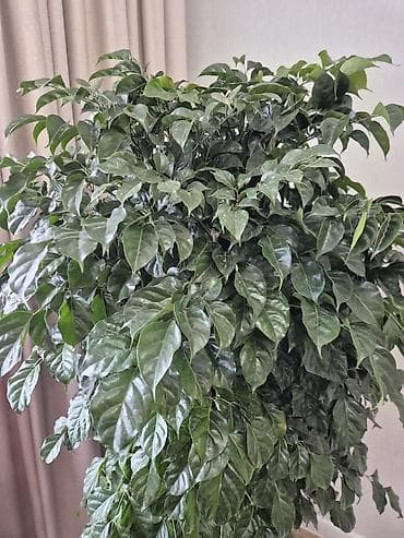 кала: Крупное комнатное дерево в декоративном кашпо - Ваточник/аучуба? Нет — 4