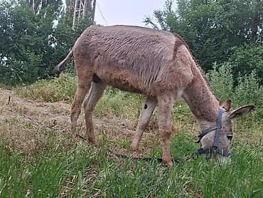 голуби животное: Ешка Эрик Айгыр эшек баасы 2500 — 1