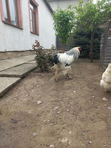 scottish fold: Продаю | Петух | Брама | Для разведения — 4