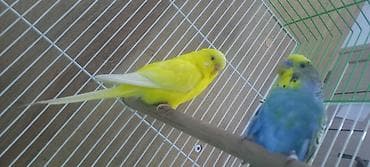волнистые попугаи девочки: Волнистые попугаи пара + клетка - Вид: волнистые попугаи (пара, самец — 2