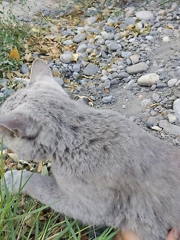 котята простые: Девочка — 7