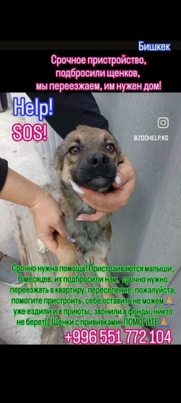 куда можно сдать кошку: Кошка даром: Беспородная, Мальчик — 4