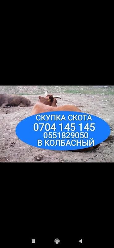 Колбасный цех : Коровы, быки, Лошади, кони, Другие с/х животные, | Круглосуточно, Любое состояние, Забитый