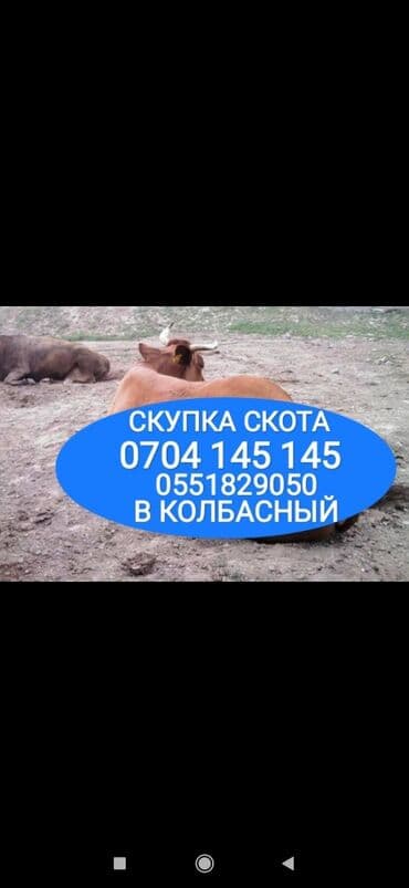 кормовая соль для животных: Сатып алам | Уйлар, букалар, Жылкылар, аттар, Башка а/ч жаныбарлары | Күнү-түнү, Бардык шартта, Союлган — 1