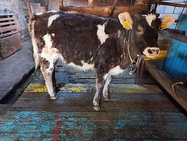 Айыл-чарба жаныбарлары: Сатам | Кунаажын | Сүт алуу үчүн | Байланган — 1