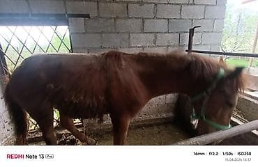 породистые собаки в бишкеке: Продаю | Жеребенок | Рабочий — 5