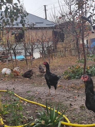 в связи с переездом отдам попугая жако в добрые руки: Продаю | Куры | Бойцовая | Для разведения — 5