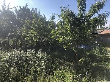 Дома: Продаю дачу в Чолпон-Ата. 6 соток,красная книга.На участке имеется — 6