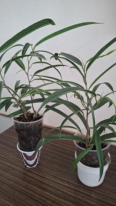 полотер: С комнатные растения (в горшках) 1) Сингониум розовый (Syngonium): - — 3