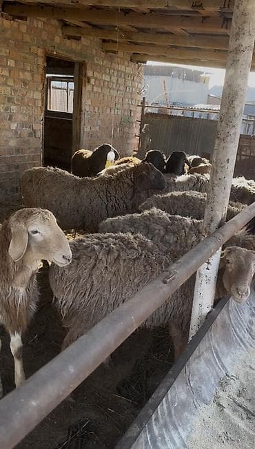 дойный коза: Продаю | Баран (самец) | На забой | Кастрированные — 1