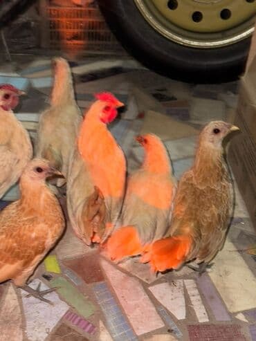 волнистый попугай: Срочно продам — 2