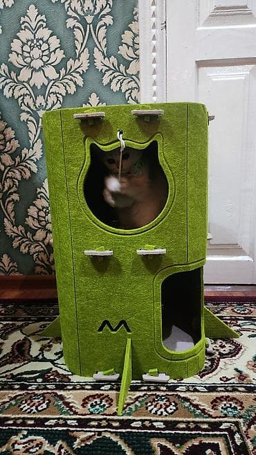 котята шиншила: Скотиш Страйт (Шотландская прямоухая), 3 месяца, Мальчик, Серебристая шиншилла, Приучена к лотку — 5