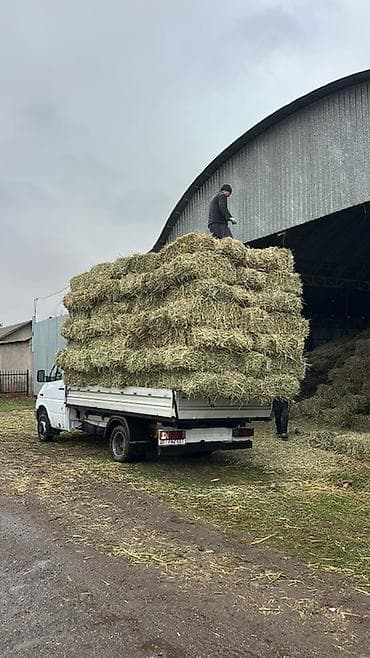 одежды мурской: Сено в тюках (люцерна) Сухое Корм для животных В большом количестве — 4
