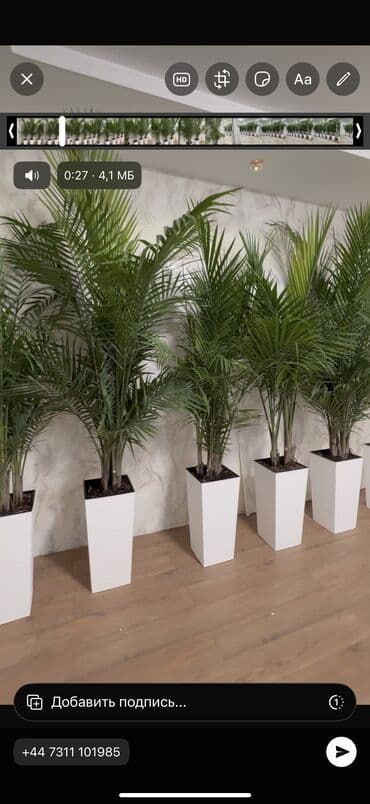 орхидея бишкек: Пальма арека — 1